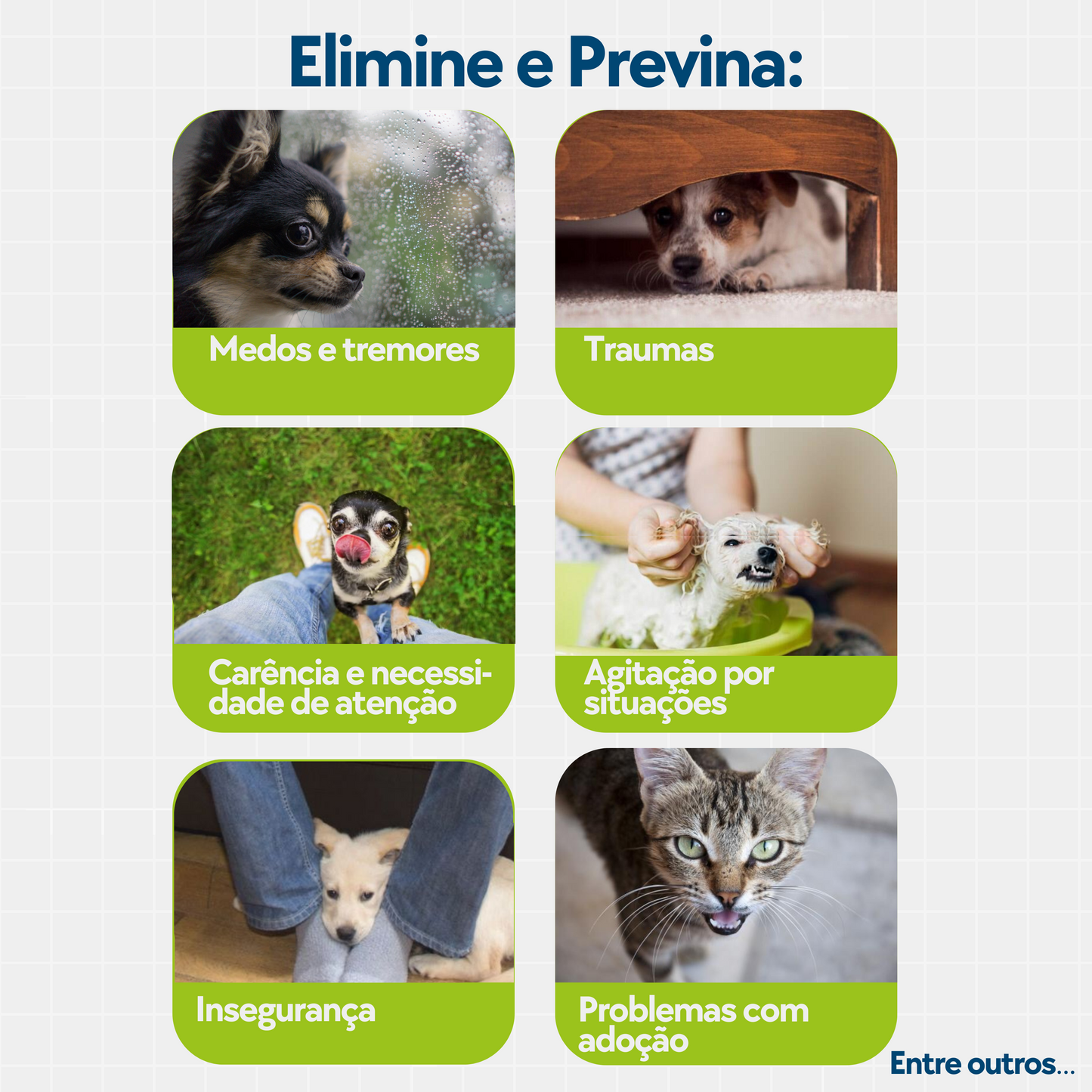 Floral Pet Medos, Traumas e Carência