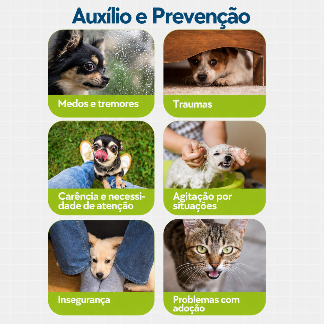Floral Pet Medos, Traumas e Carência