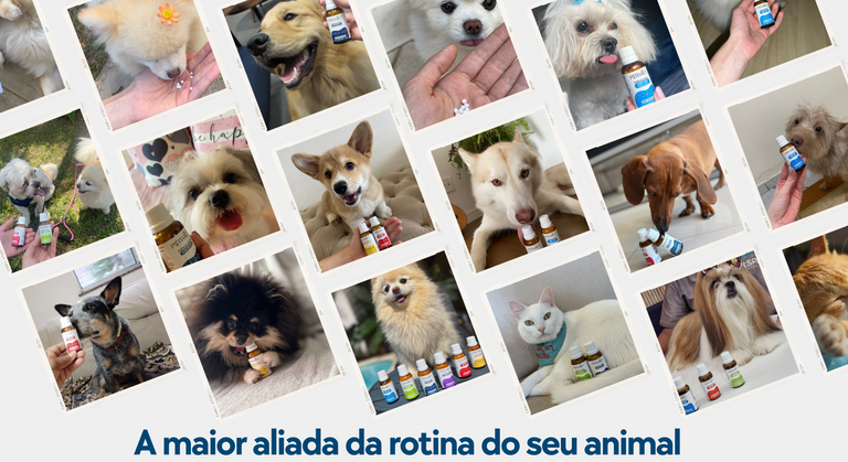 Produtos Premium para seu Pet