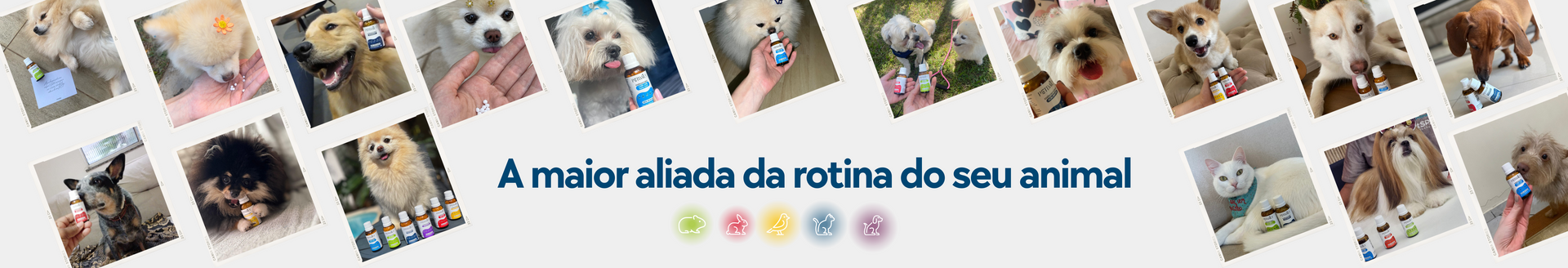 Produtos Premium para seu Pet